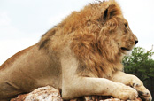 Animaux africains - Buffle, lion, éléphant...
