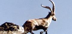 Chasse à l'Ibex - Chasse au Macho Montes