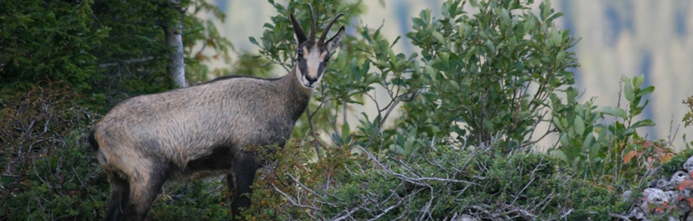 Un animal dans la savane