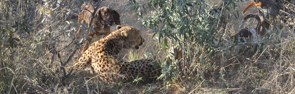 Un animal dans la savane